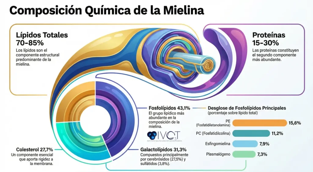 composición de la mielina