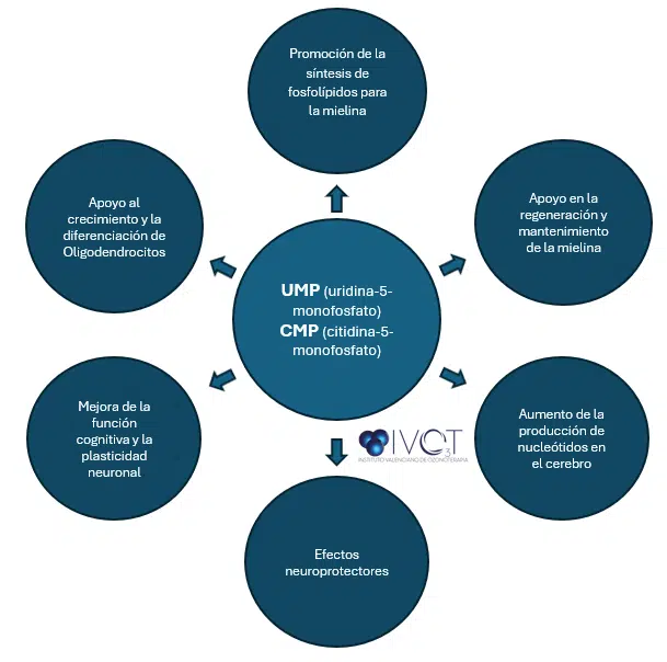 Uridina y citidina favorecen la formación de mielina - diagrama del sistema nervioso