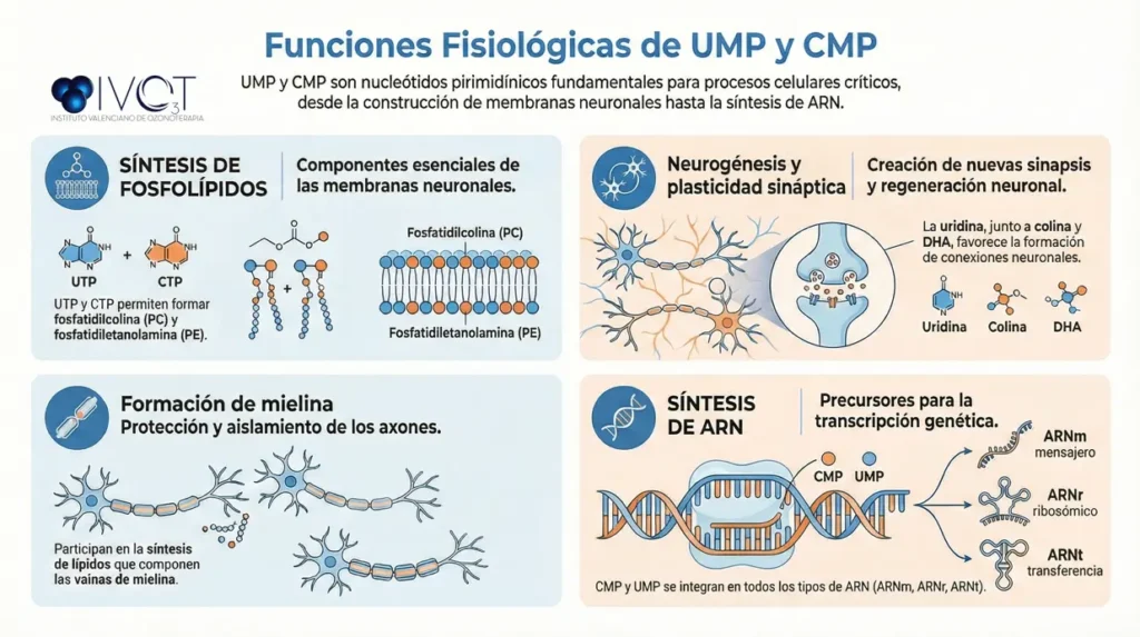 nucleótidos UMP y CMP