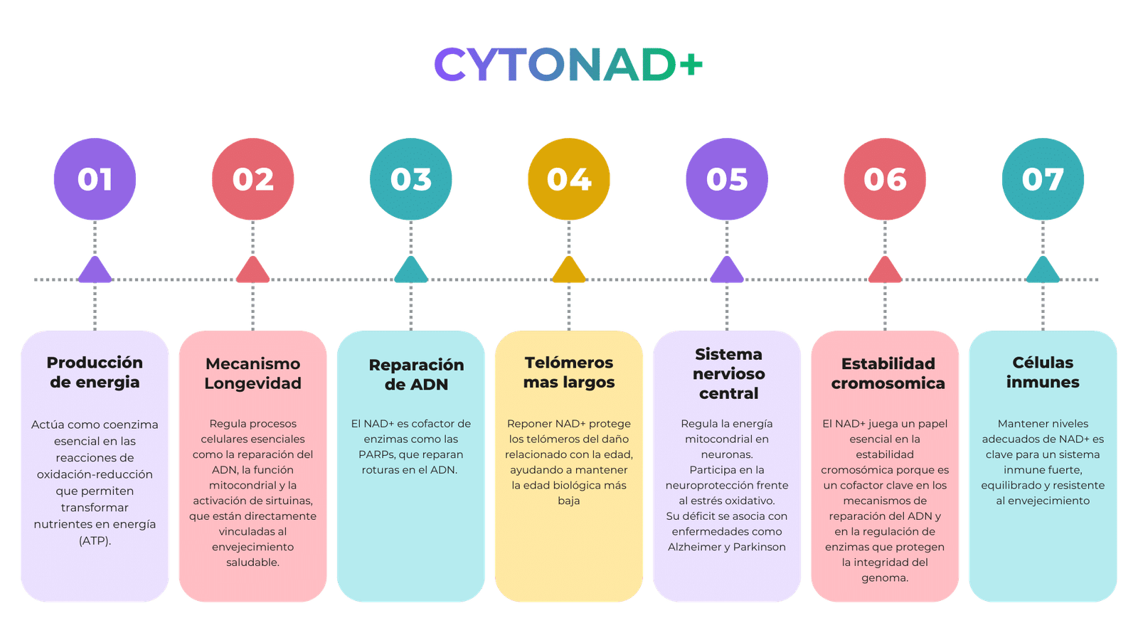 Sinergia entre los componentes de CytoNAD+ - diagrama de ingredientes y mecanismos de acción